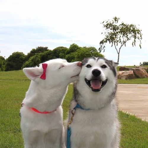 犬同士のキス